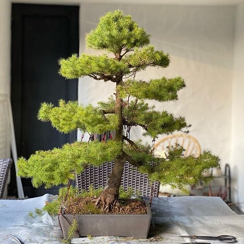 Best Norway Spruce Bonsai Pictures 21