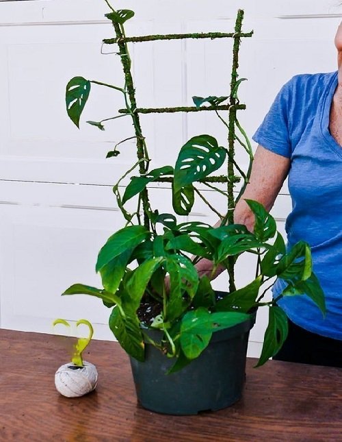 Indoor Plant Stake Ideas 8