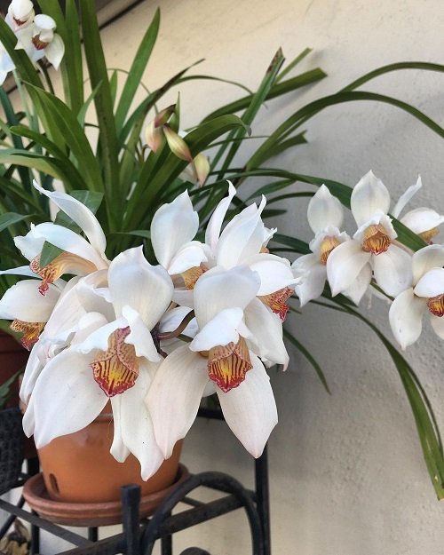 Best Cymbidium Orchid Varieties 23