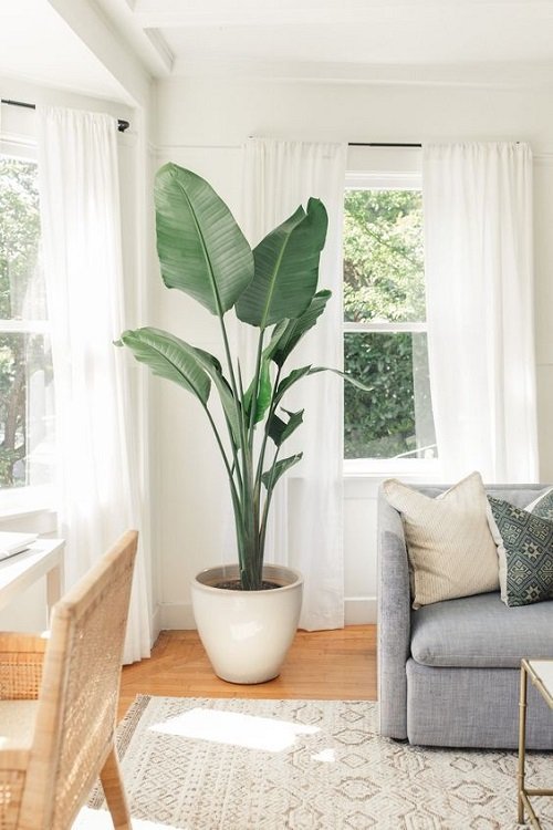 Tall Plants for Living Room Corner Ideas 2