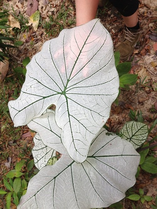 Most Beautiful Types of Big Leaf Caladium Varieties 2