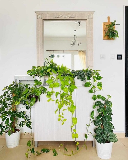 Rules for Decorating with Houseplants 2