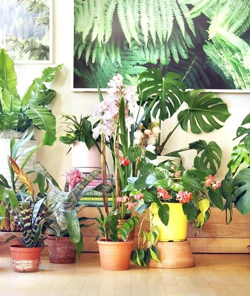 Rules for Decorating with Houseplants 5