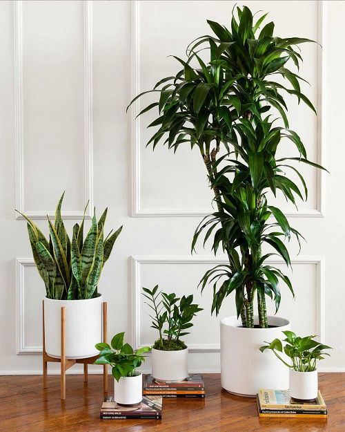amazing Types of Plants You Can Use as Houseplants
