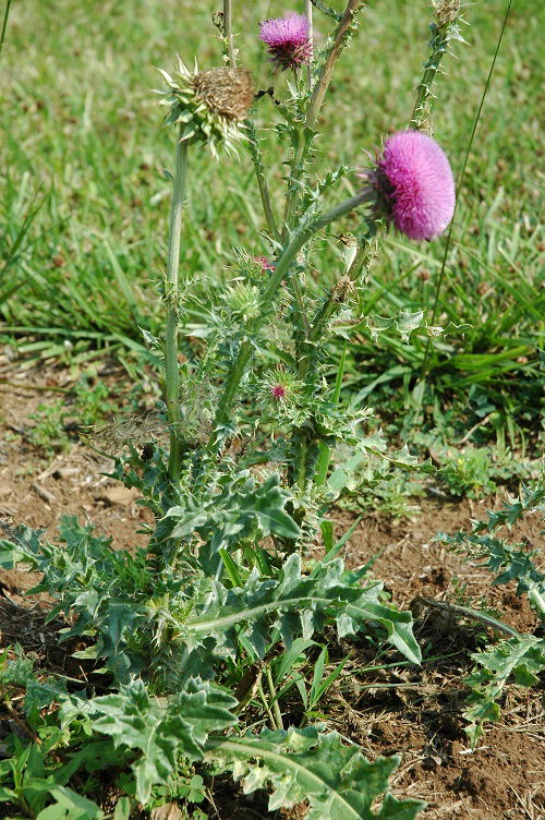 top best Non-Native Weeds with Thistle
