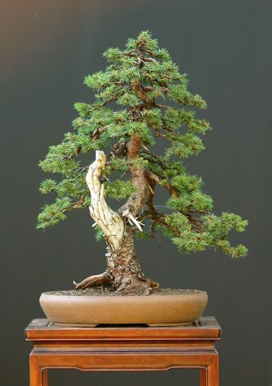 26 Best Norway Spruce Bonsai Pictures | Balcony Garden Web