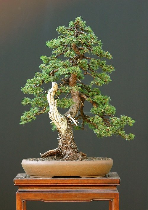 Best Norway Spruce Bonsai Pictures 4
