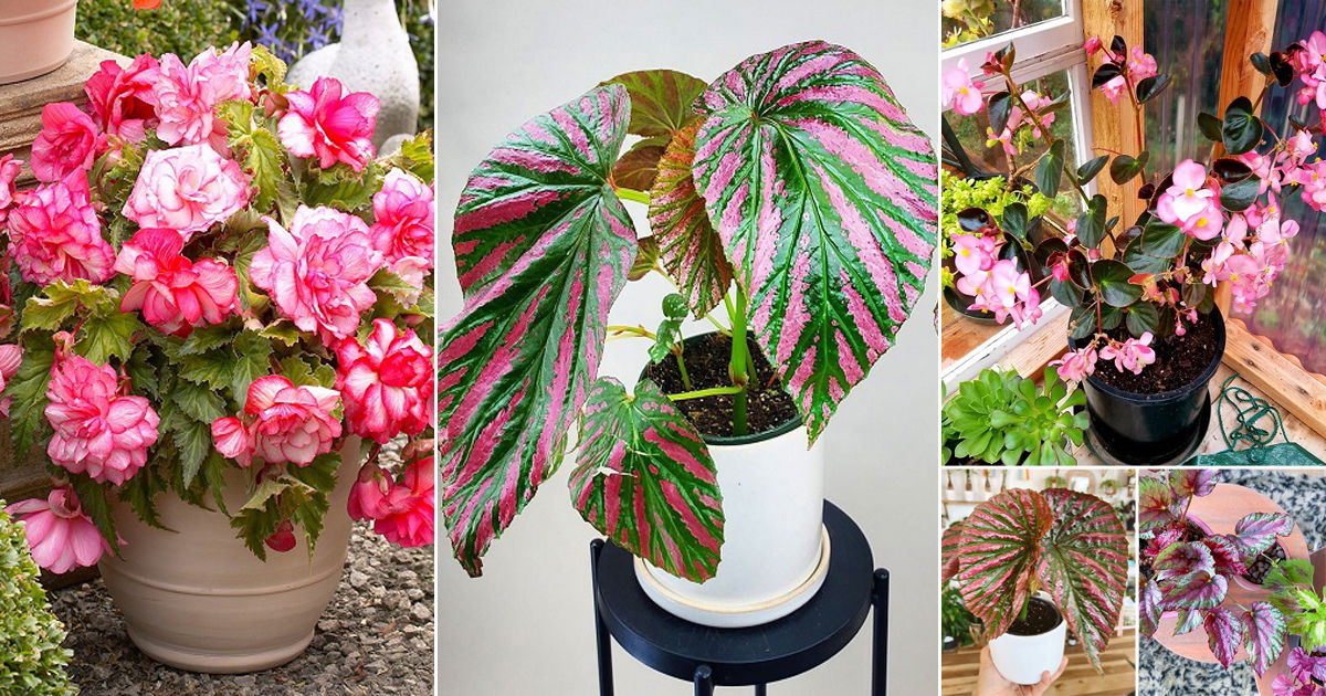 50 Beautiful Pink Begonia Pictures to Inspire You into Growing the Plant!