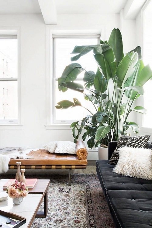 Tall Plants for Living Room Corner Ideas 3