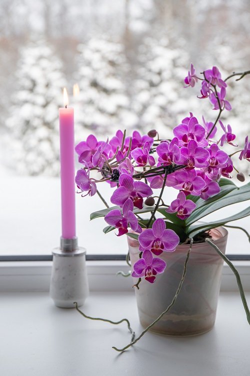 Orchids-Plants that Grow Without Sunlight