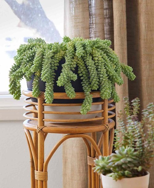 Rules for Decorating with Houseplants 3