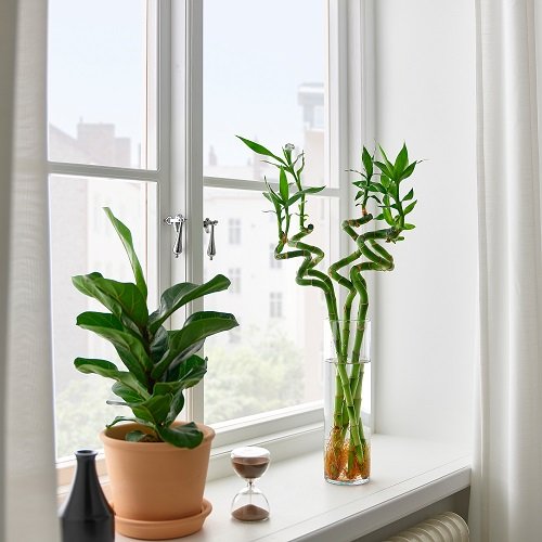 Indoor Plant Cuttings that Look Good in Vases 3