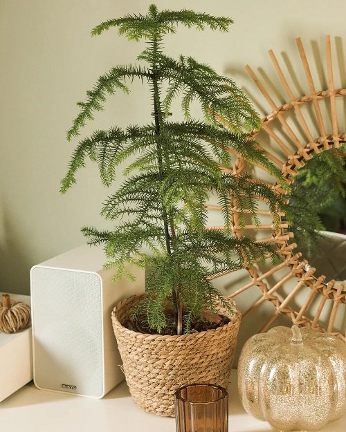 beautiful Best Holiday Season Plants to Grow from Cuttings