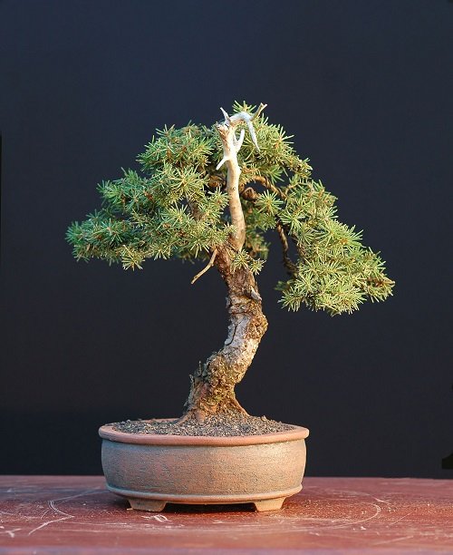 Best Norway Spruce Bonsai Pictures 7
