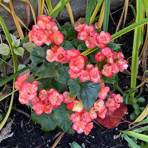 Beautiful Pink Begonia Pictures 18