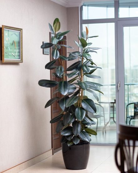 60 Different Types of Indoor Plants | Houseplant Types