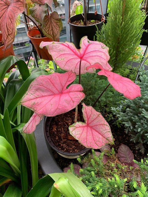 Most Beautiful Types of Big Leaf Caladium Varieties 10