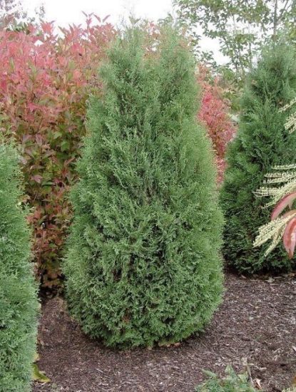 16 Different Types of Arborvitae Varieties for Privacy