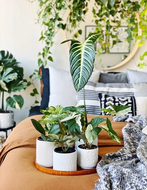 Make a Lush Indoor Garden at Home 5