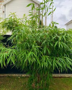 24 Types of Bamboos to Grow in Containers and Gardens