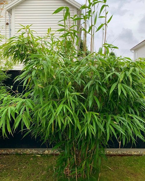 Types of Bamboos to Grow in Containers & Indoors 9