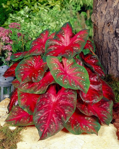Most Beautiful Types of Big Leaf Caladium Varieties 20