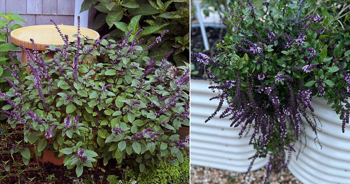 African blue basil plant