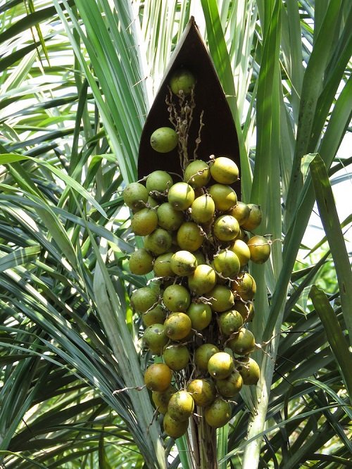 List of Best Palm Fruits 3