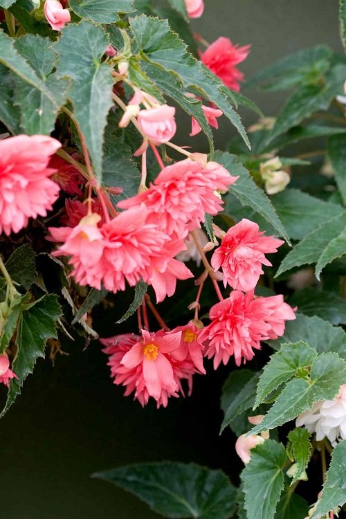 Beautiful Pink Begonia Pictures 4