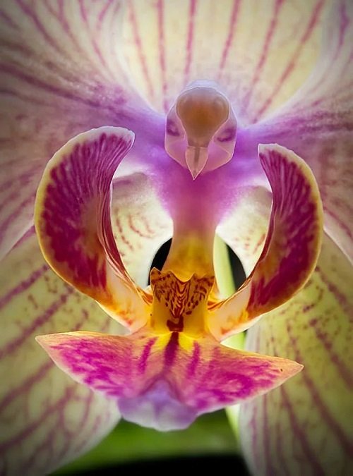 Rare and Unique Orchids Around the World 16