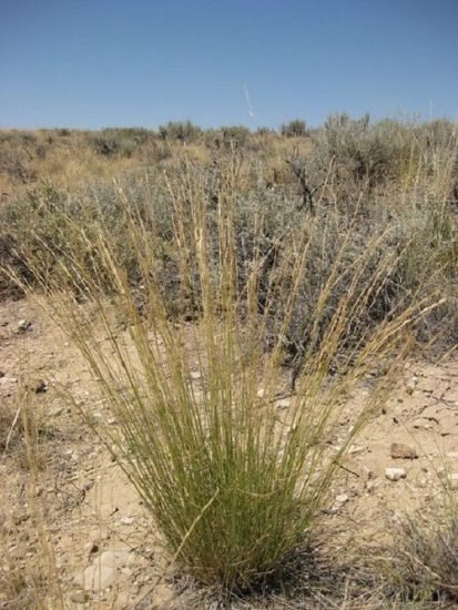 90 Best Desert Plants | Best Desert Plants for Landscaping