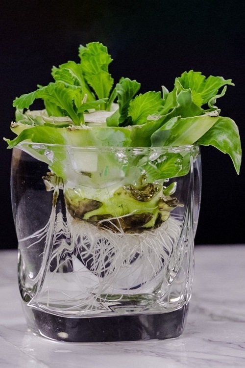 Vegetables You Can Grow in Water 4