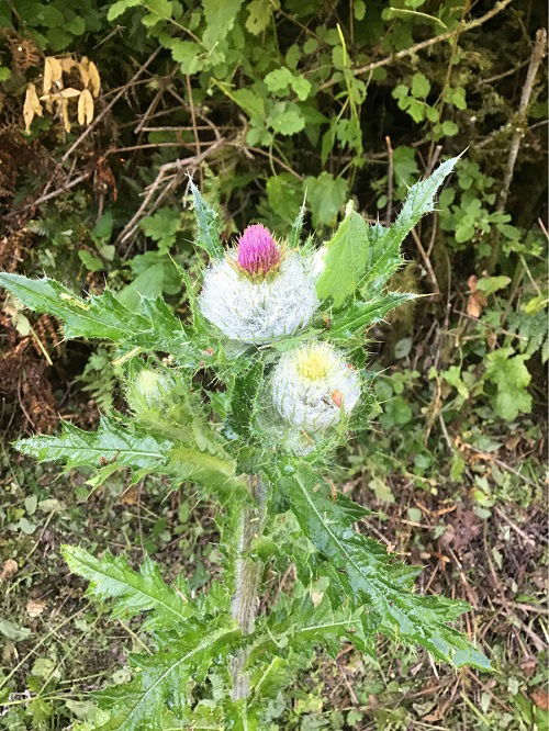 Native Weeds with Thistle