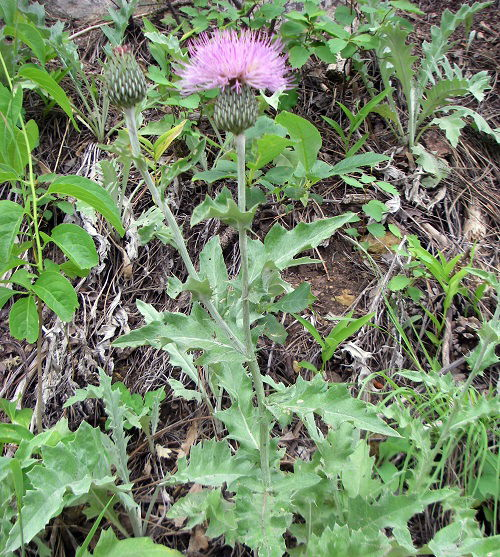 lovely Native Weeds with Thistle