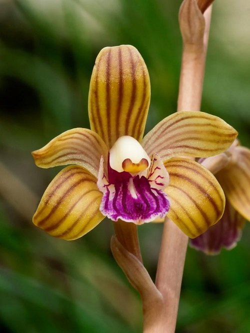 Rare and Unique Orchids Around the World 9