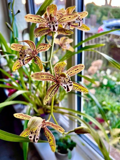 24 Best Cymbidium Orchid Varieties How To Grow It 