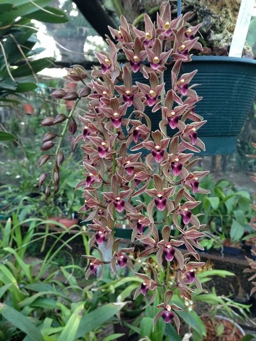 Best Cymbidium Orchid Varieties 15