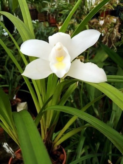 24 Best Cymbidium Orchid Varieties | How to Grow It