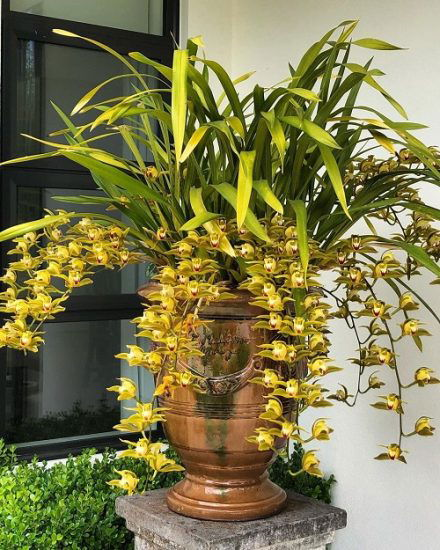 24 Best Cymbidium Orchid Varieties How To Grow It 
