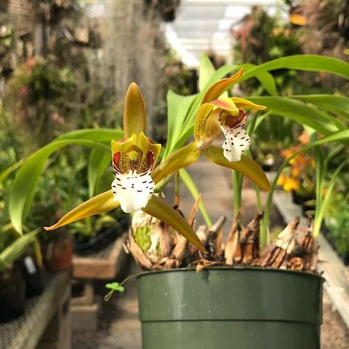 Best Cymbidium Orchid Varieties 7