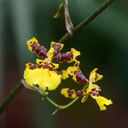 Rare and Unique Orchids Around the World 26