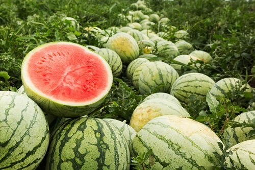 Different Types of Watermelons