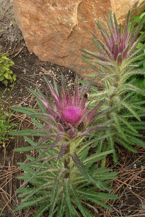 best Native Weeds with Thistle