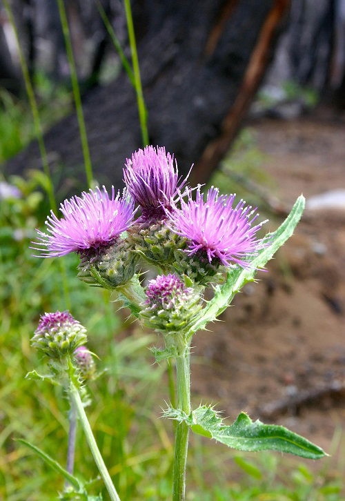 beautiful Native Weeds with Thistle
