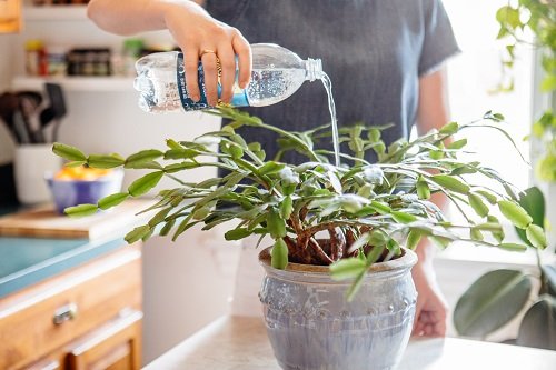 Free Plant Tricks to Improve Your Green Thumb 12