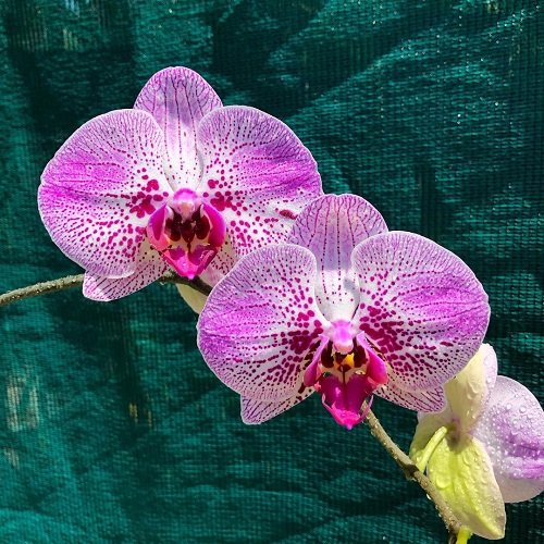Rare and Unique Orchids Around the World 6