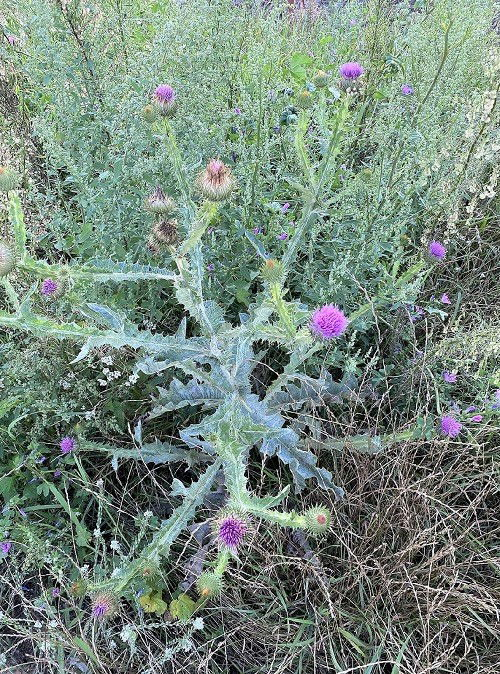 beautiful Non-Native Weeds with Thistle