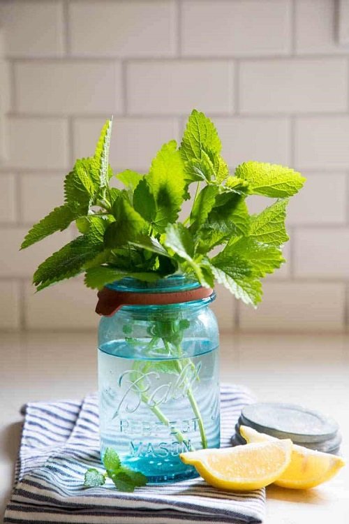 Herbs that Grow from One Cutting and a Glass of Water 11