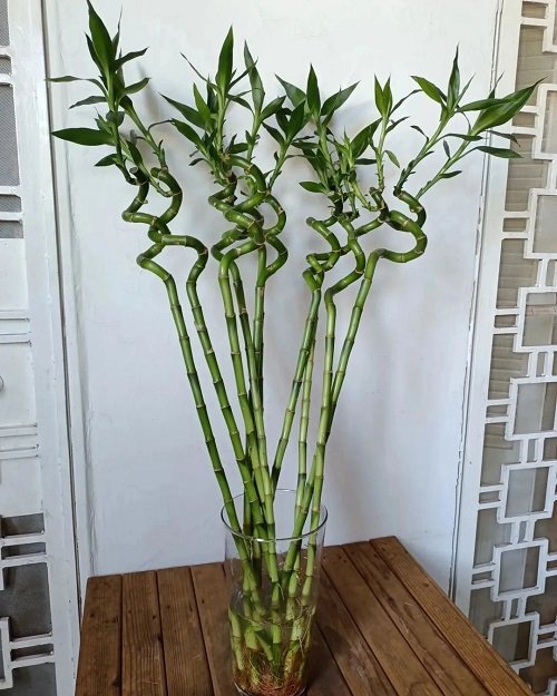 Best Fertilizers for Lucky Bamboo Plants