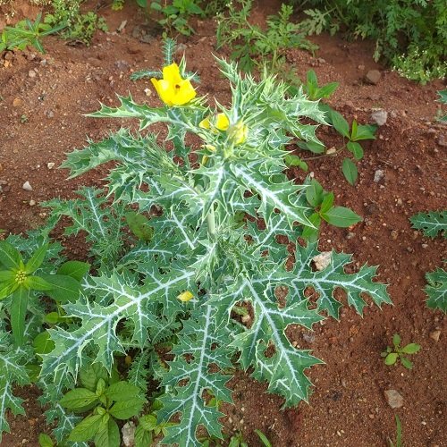 mexican poppy with Prickly Leaves 17